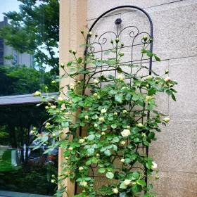 4 Pack Metal Garden Trellis For Climbing Plants Outdoor 86.7'' X 19.7'' Rustproof Plant Support Rose Trellis Netting Trellis Black (Round: Black)