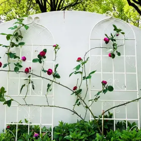 2 Pack Metal Garden Trellis 71" X 19.7" Rustproof Trellis For Climbing Plants Outdoor Flower Support (Round: CREAMWHITE)
